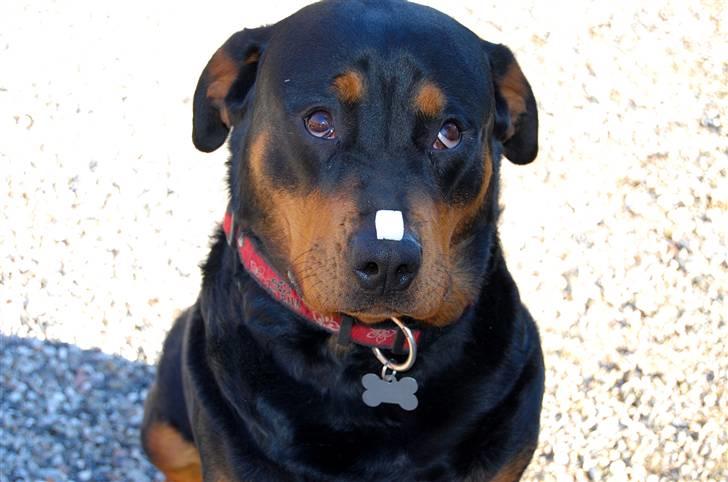 Rottweiler Maddie billede 14