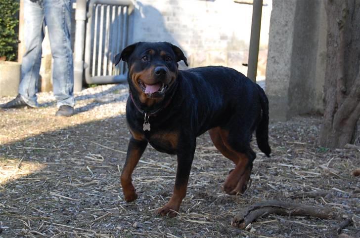 Rottweiler Maddie billede 15