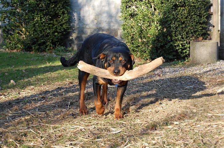 Rottweiler Maddie billede 16