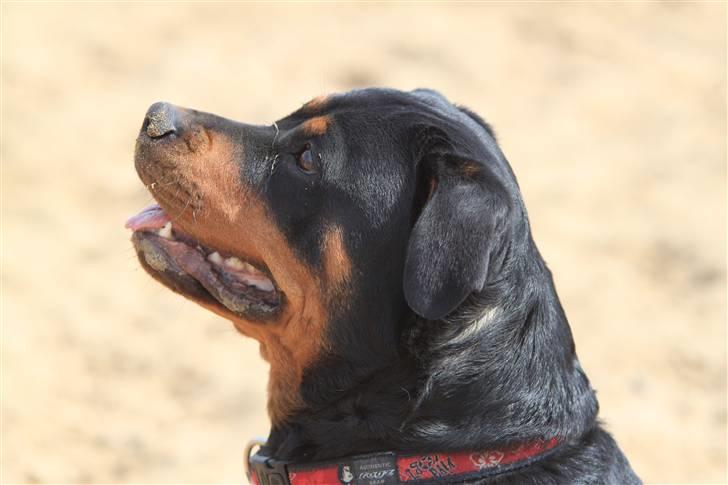Rottweiler Maddie billede 17