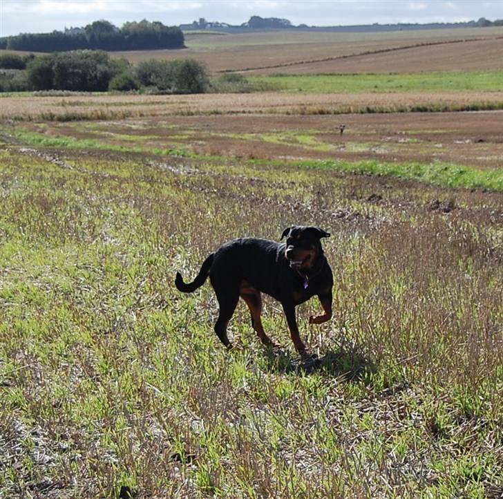 Rottweiler Maddie billede 18