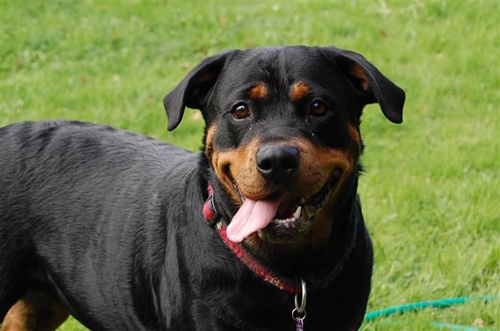 Rottweiler Maddie billede 19