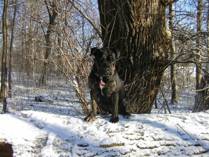 Olde english bulldogge coco  - 27-1-2011 billede 9