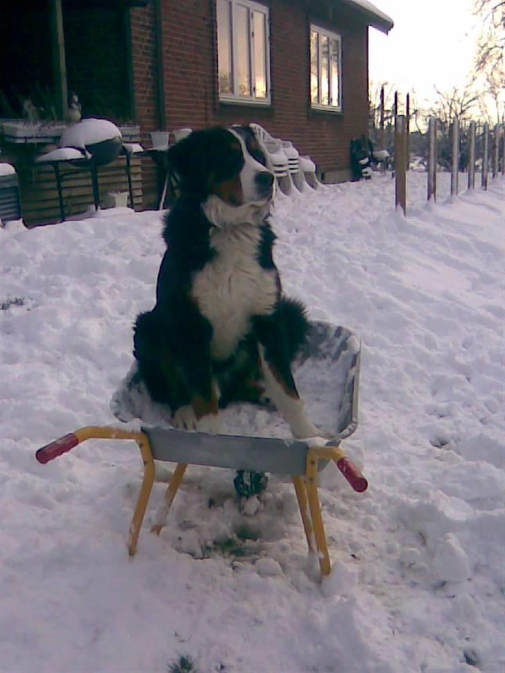 Berner sennenhund Emil billede 15