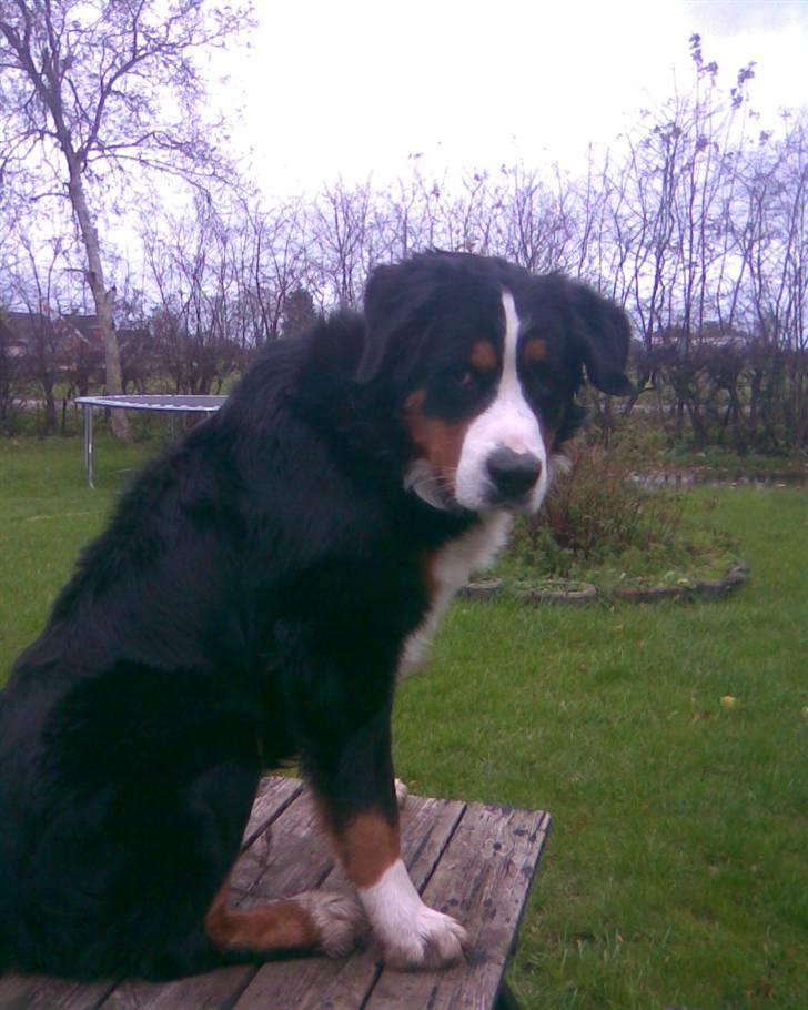 Berner sennenhund Emil billede 16