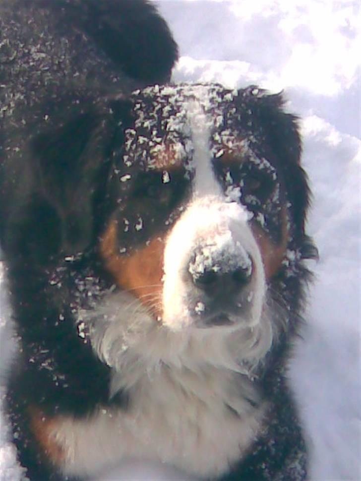 Berner sennenhund Emil billede 17