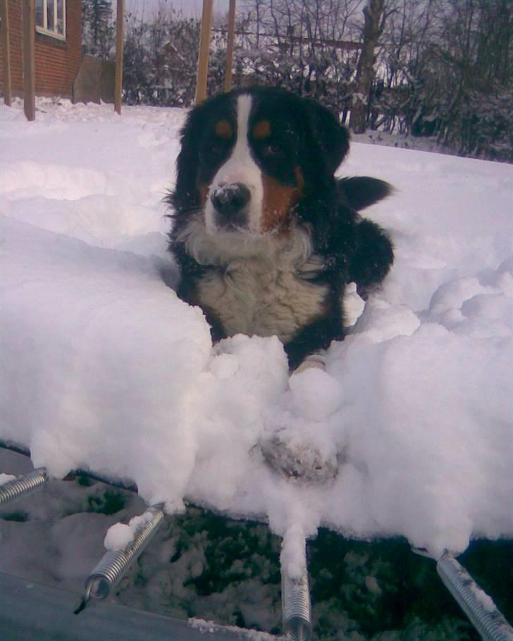 Berner sennenhund Emil - så hoppe jeg billede 18