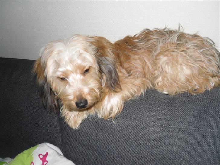 Blanding af racer peanut billede 6