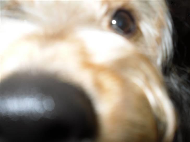 Blanding af racer peanut billede 7