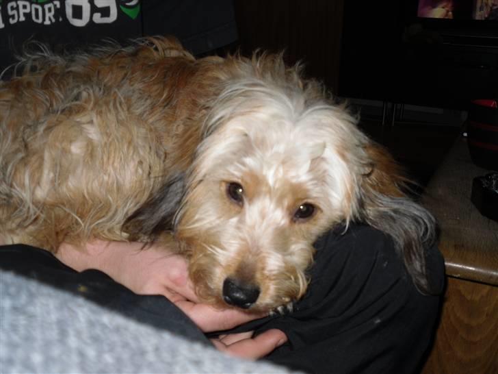 Blanding af racer peanut billede 8