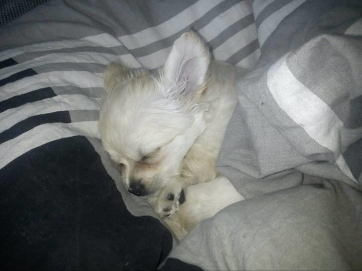 Blanding af racer Molly billede 1