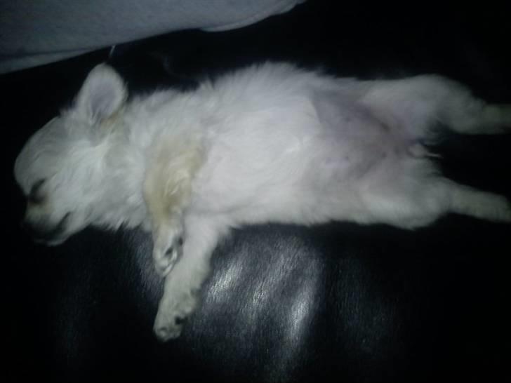 Blanding af racer Molly billede 2