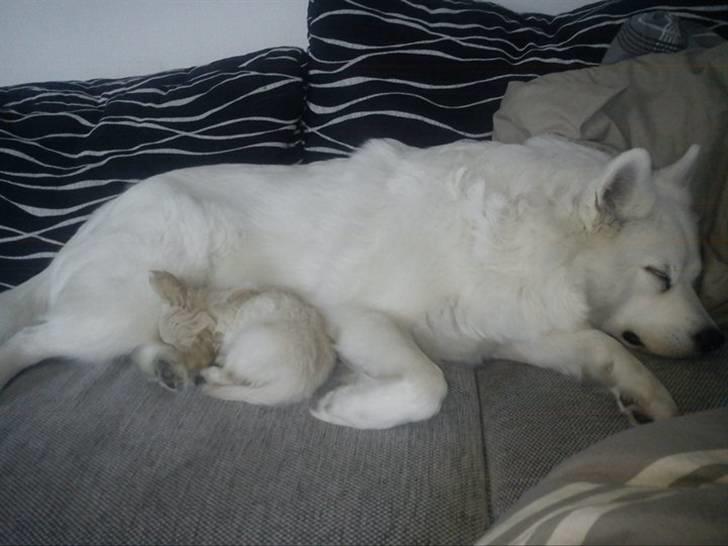 Blanding af racer Molly billede 3