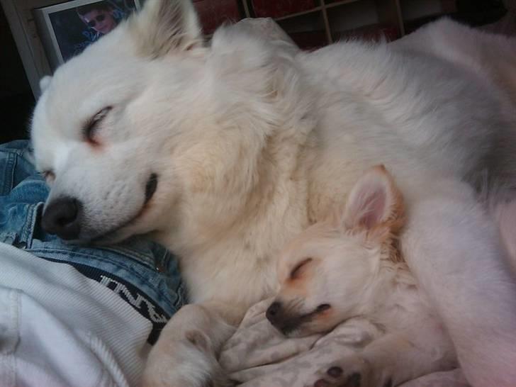 Blanding af racer Molly billede 4