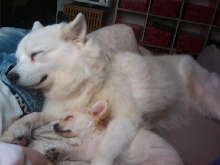 Blanding af racer Molly billede 5