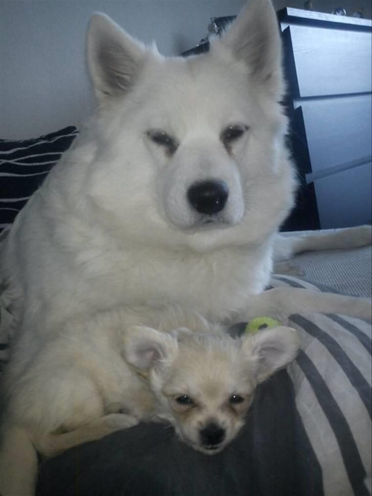 Blanding af racer Molly billede 6