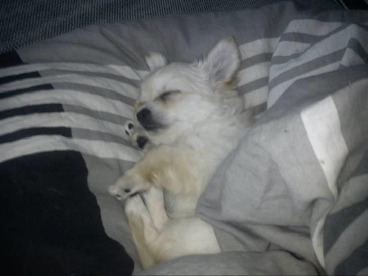 Blanding af racer Molly billede 8