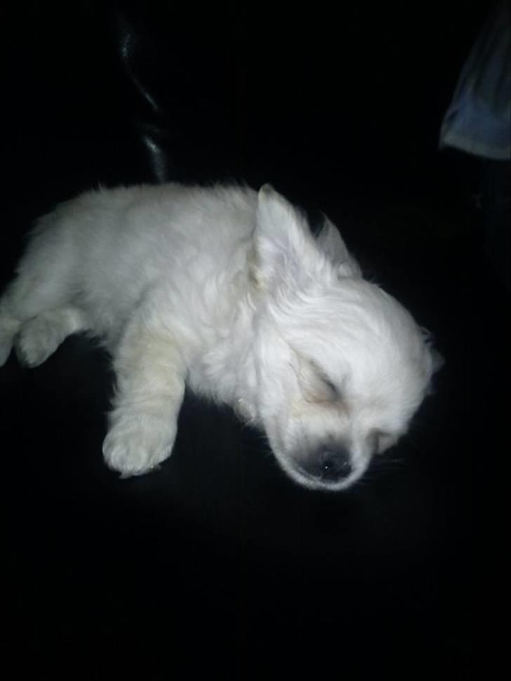 Blanding af racer Molly billede 9