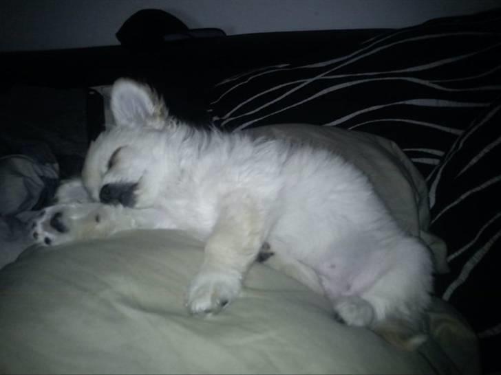 Blanding af racer Molly billede 10