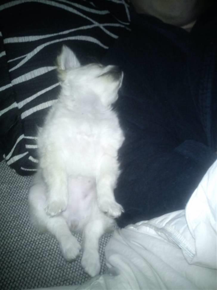 Blanding af racer Molly billede 11