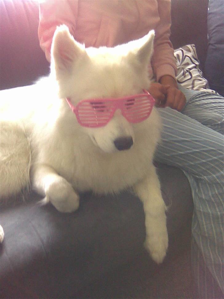 Samojedhund Bella Donna  billede 14