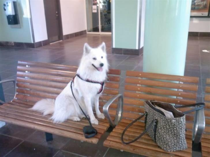 Samojedhund Bella Donna  billede 15