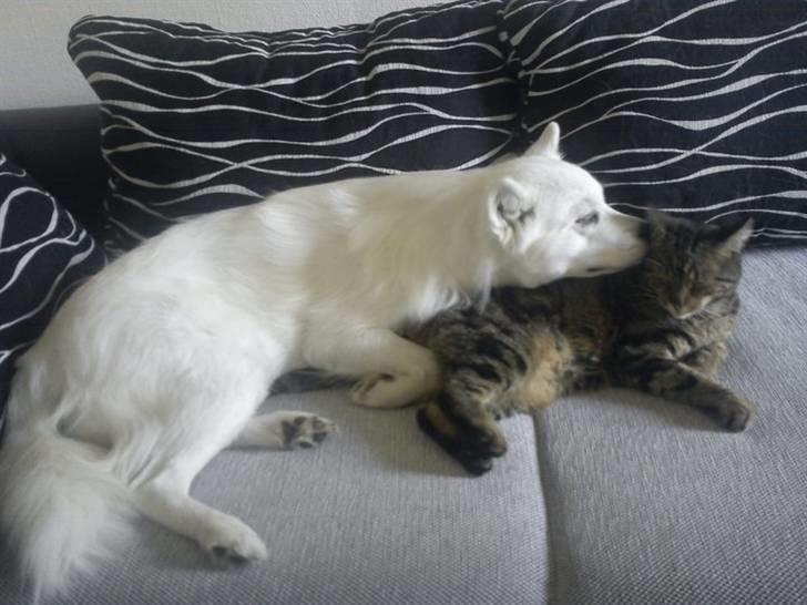 Samojedhund Bella Donna  billede 16