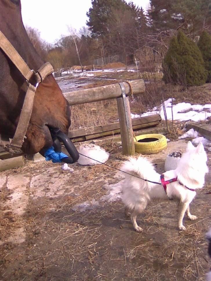 Samojedhund Bella Donna  billede 17