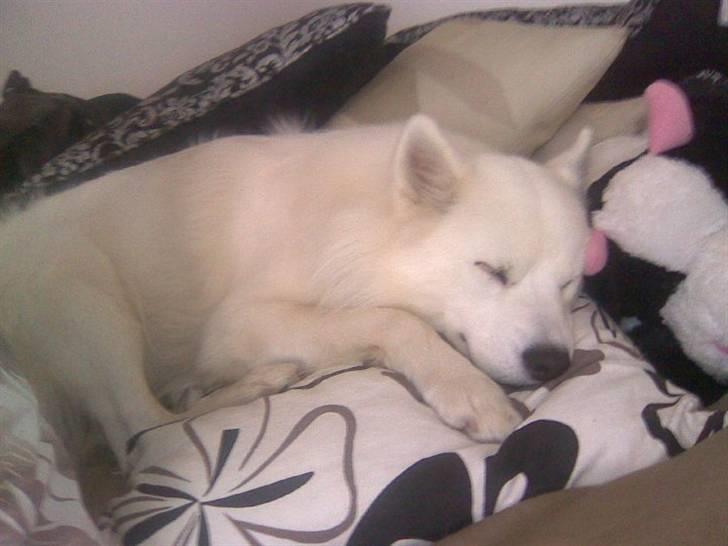 Samojedhund Bella Donna  billede 18