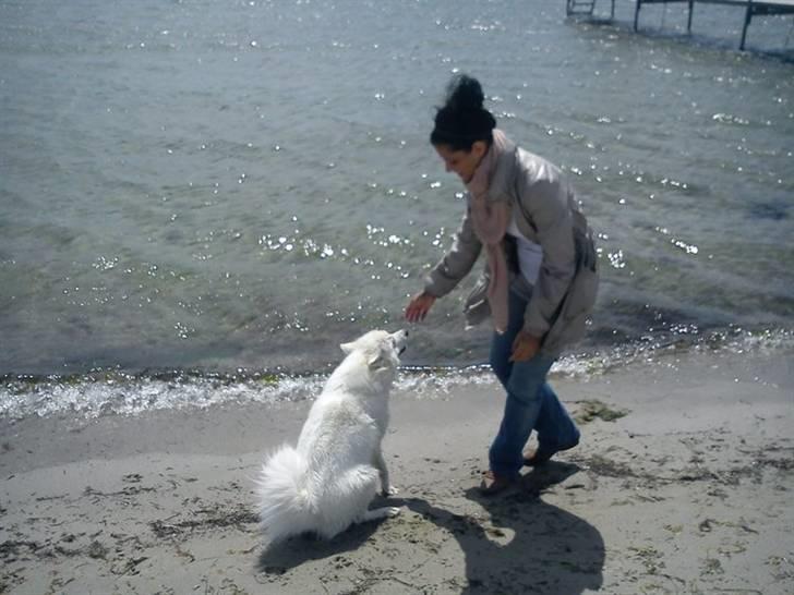 Samojedhund Bella Donna  billede 19