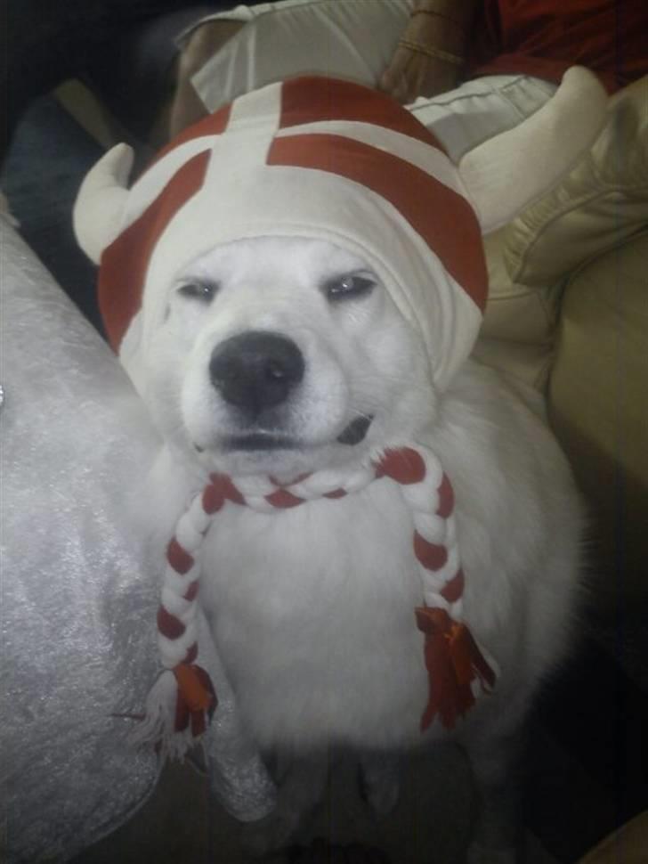 Samojedhund Bella Donna  billede 20