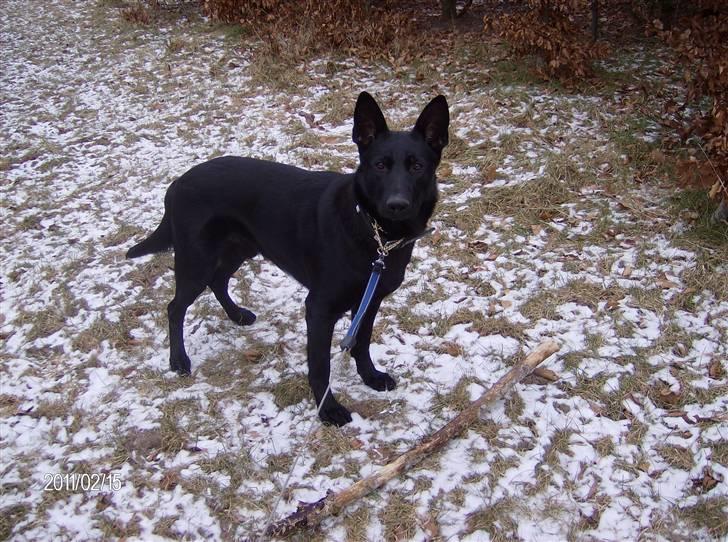 Schæferhund Alf billede 3