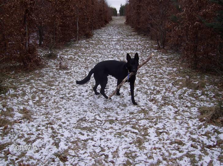 Schæferhund Alf billede 4