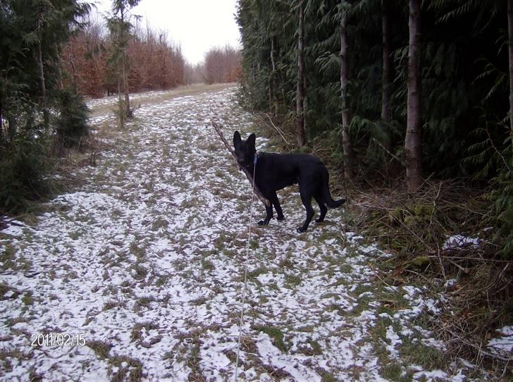 Schæferhund Alf billede 5