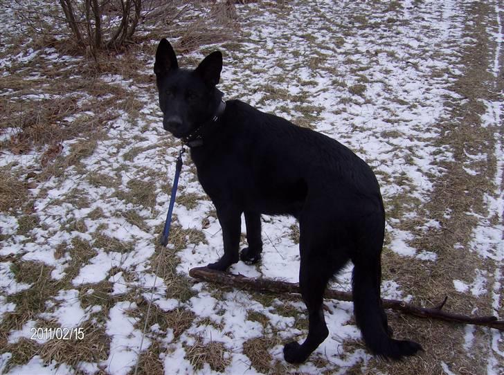 Schæferhund Alf billede 6