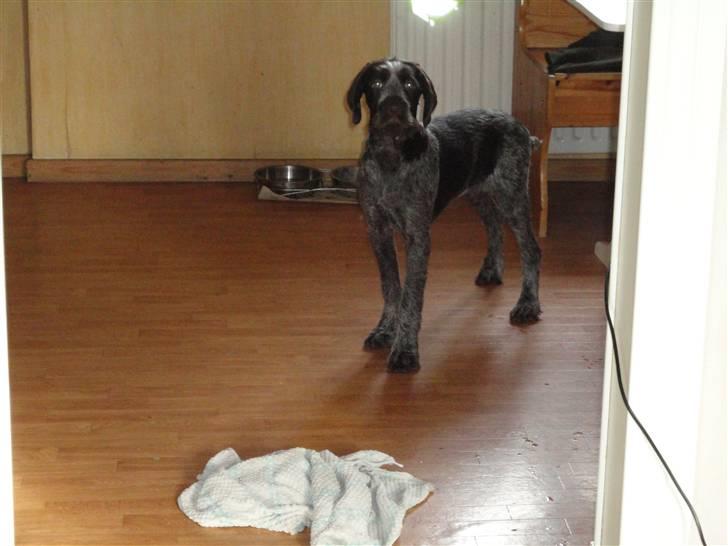 Ruhåret hønsehund Øksenhaven´s Dodo  billede 2