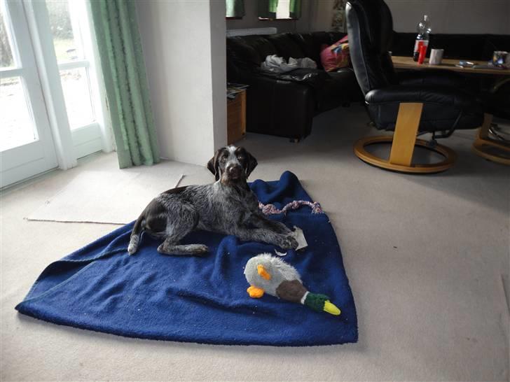 Ruhåret hønsehund Øksenhaven´s Dodo  billede 3