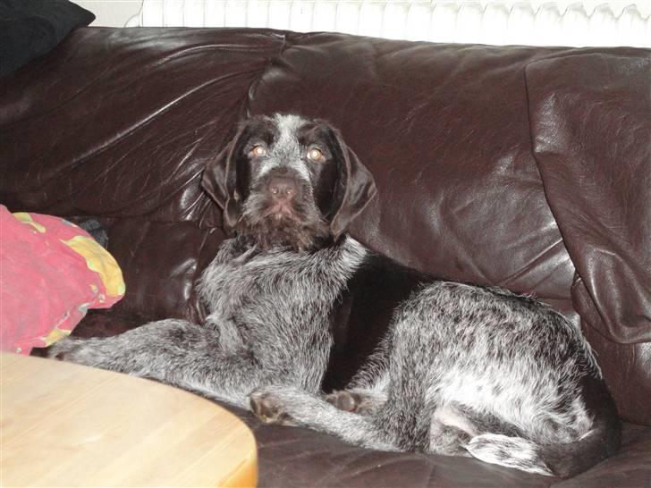 Ruhåret hønsehund Øksenhaven´s Dodo  billede 4