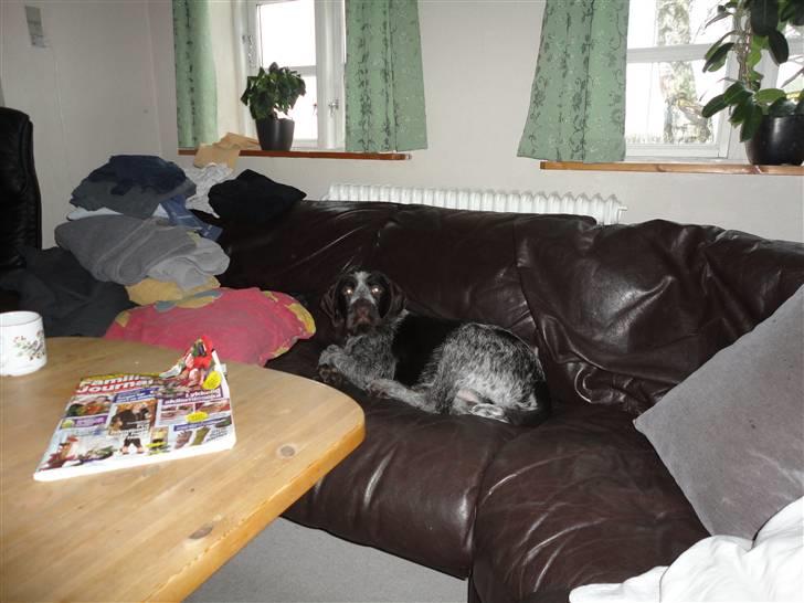 Ruhåret hønsehund Øksenhaven´s Dodo  billede 5