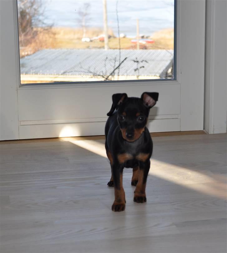 Dvaergpinscher Vedhauges O'Sally - Sally billede 1