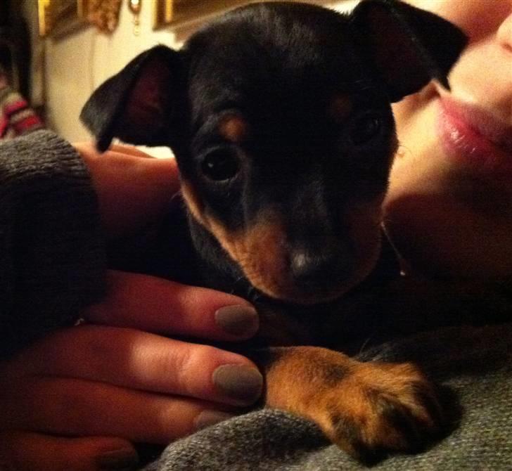 Dvaergpinscher Vedhauges O'Sally - Sally billede 2