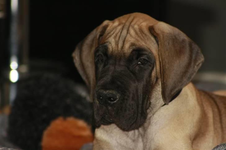 Grand danois Bounty "Hunter" billede 7