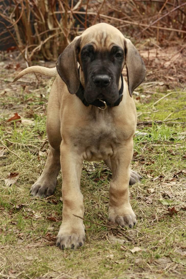 Grand danois Bounty "Hunter" billede 8