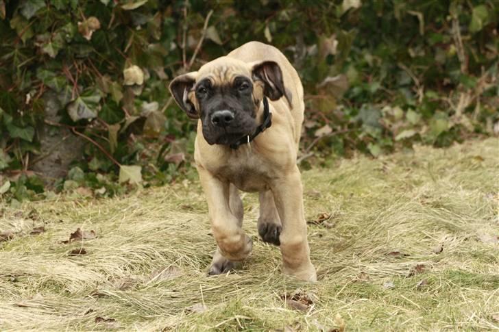 Grand danois Bounty "Hunter" billede 9