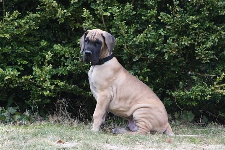 Grand danois Bounty "Hunter" billede 10