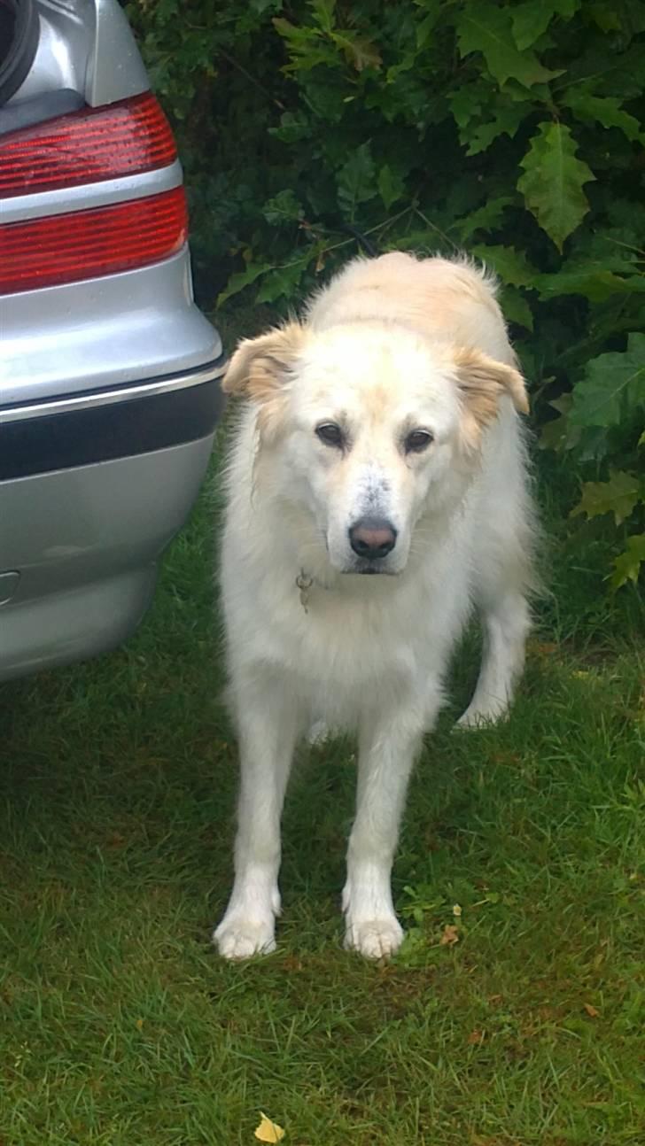 Blanding af racer Bonzo billede 16