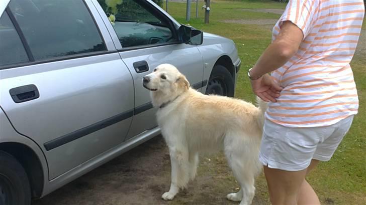 Blanding af racer Bonzo billede 17