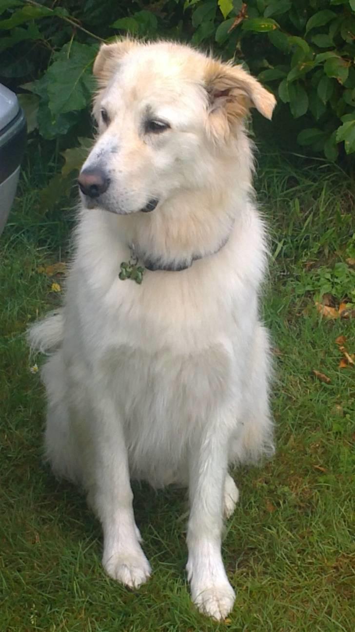 Blanding af racer Bonzo billede 18