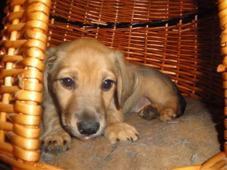 Blanding af racer Kato billede 8