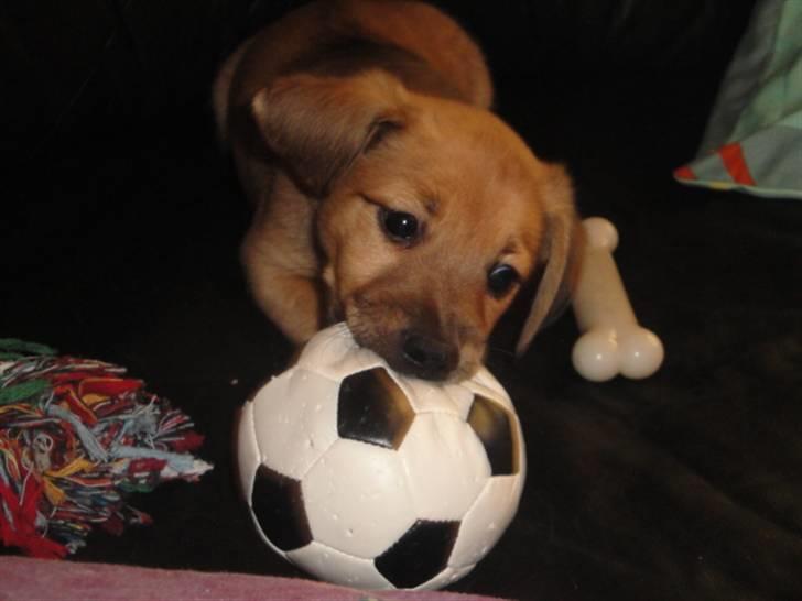 Blanding af racer Kato billede 9